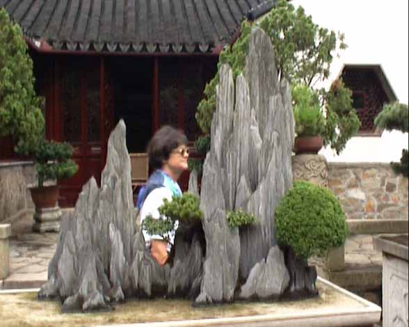 suzhou-chr-bonsai.jpg