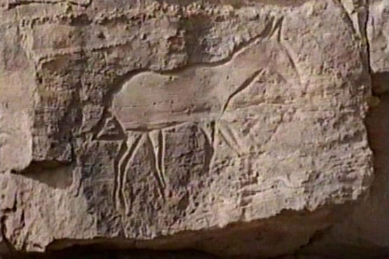 wadi-m-gravur-esel.jpg