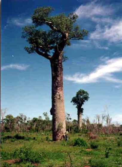 Baobab