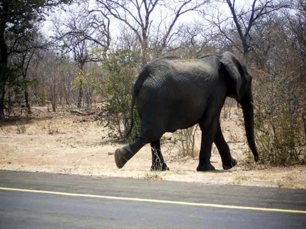 06-elefant.jpg