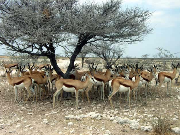 10-etosha-springboeck.jpg