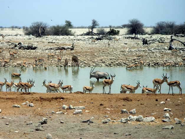 10-etosha-wasserst-oryx.jpg