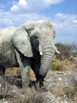 09-etosha-elefant-kopf.jpg
