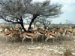 10-etosha-springboeck.jpg