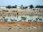 10-etosha-wasserst-oryx.jpg