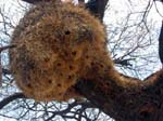 10-etosha-webervoegelnest.jpg