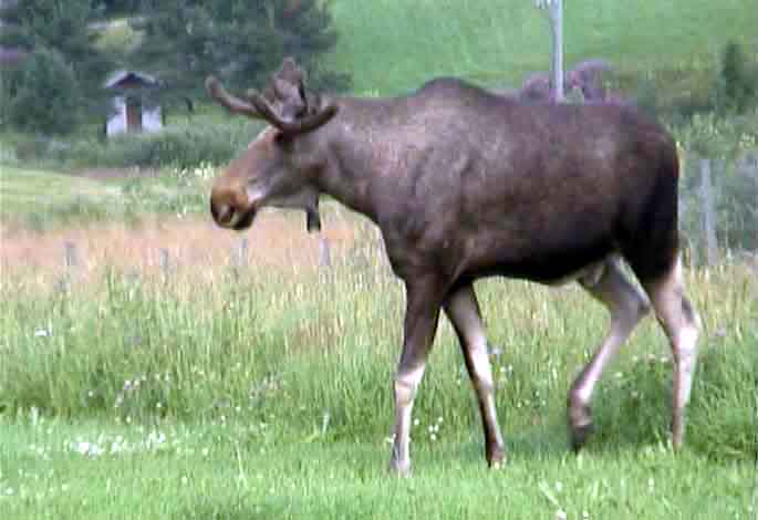 elch.jpg