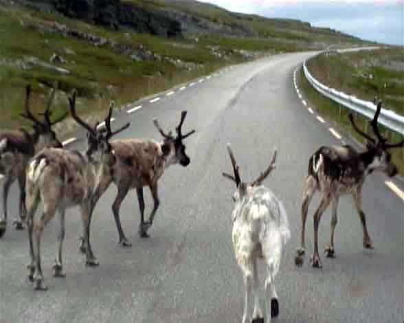 rentiere-auf-str.jpg