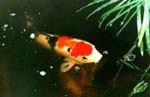 koi.jpg
