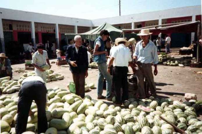 markt-melonen.jpg
