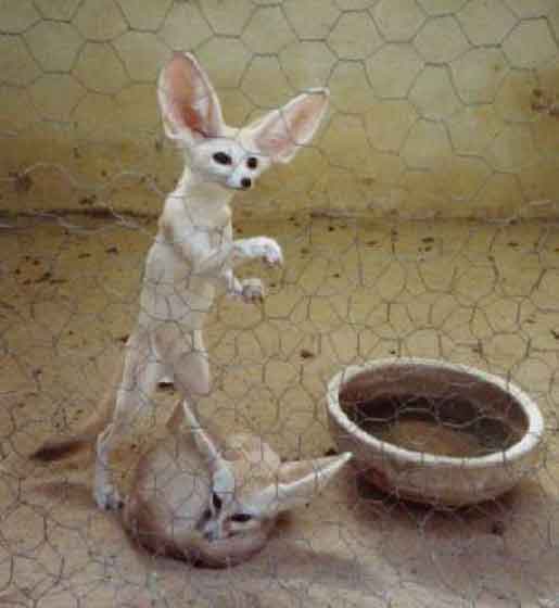 zoo-fenny.jpg W�stenfuchs Fenny