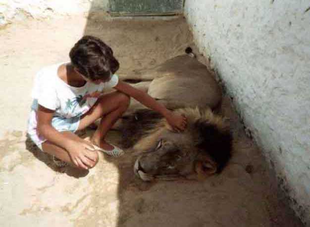 zoo-loewe.jpg L�we