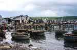 sampas