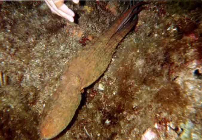 octopus-flucht.jpg