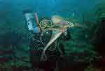 octopus-frank-t.jpg