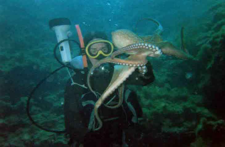 octopus-frank.jpg
