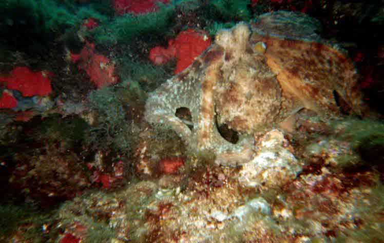 octopus-gr.jpg