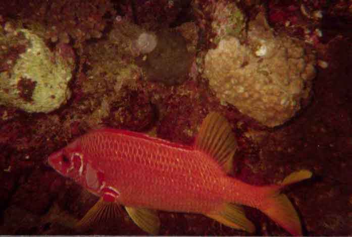 eichhoernchenfisch.jpg