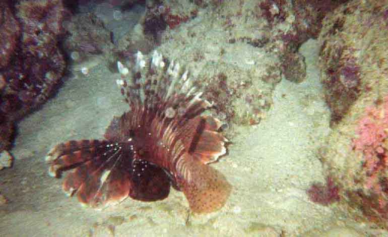rotfeuerfisch.jpg