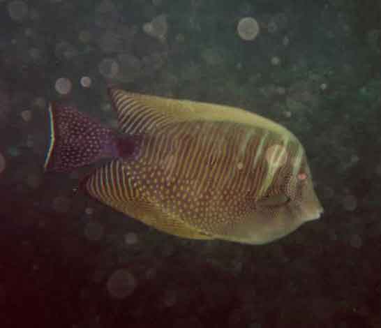 segelflossentang.jpg